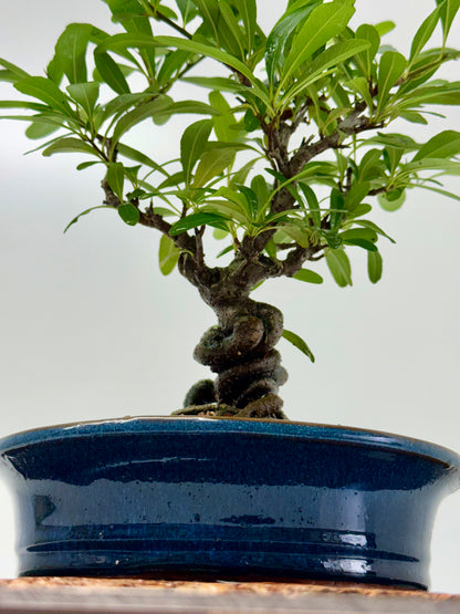 Pyracantha Bonsai Tree – Firethorn Bonsai in Chinese Pot 33 cm