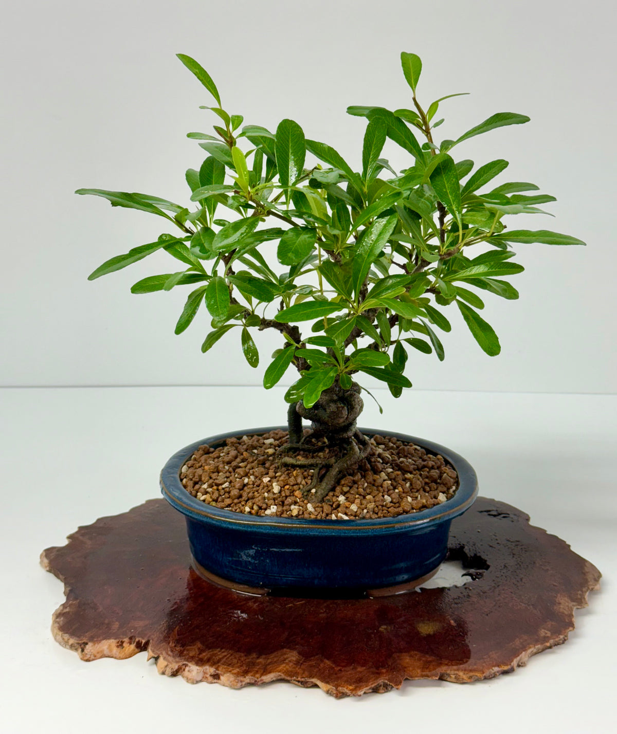 Pyracantha Bonsai Tree – Firethorn Bonsai in Chinese Pot 33 cm