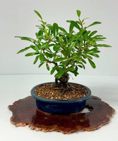 Pyracantha Bonsai Tree – Firethorn Bonsai in Chinese Pot 33 cm