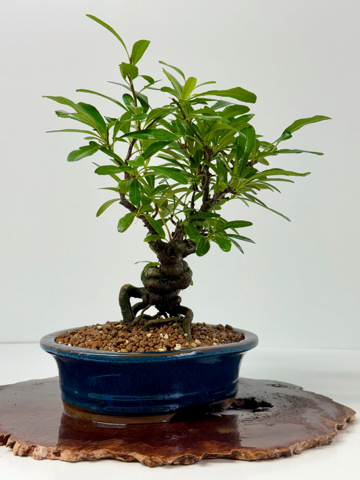 Pyracantha Bonsai Tree – Firethorn Bonsai in Chinese Pot 33 cm