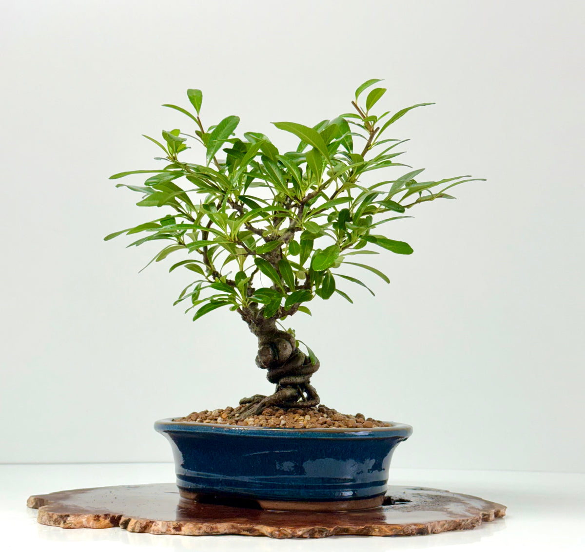Pyracantha Bonsai Tree – Firethorn Bonsai in Chinese Pot 33 cm