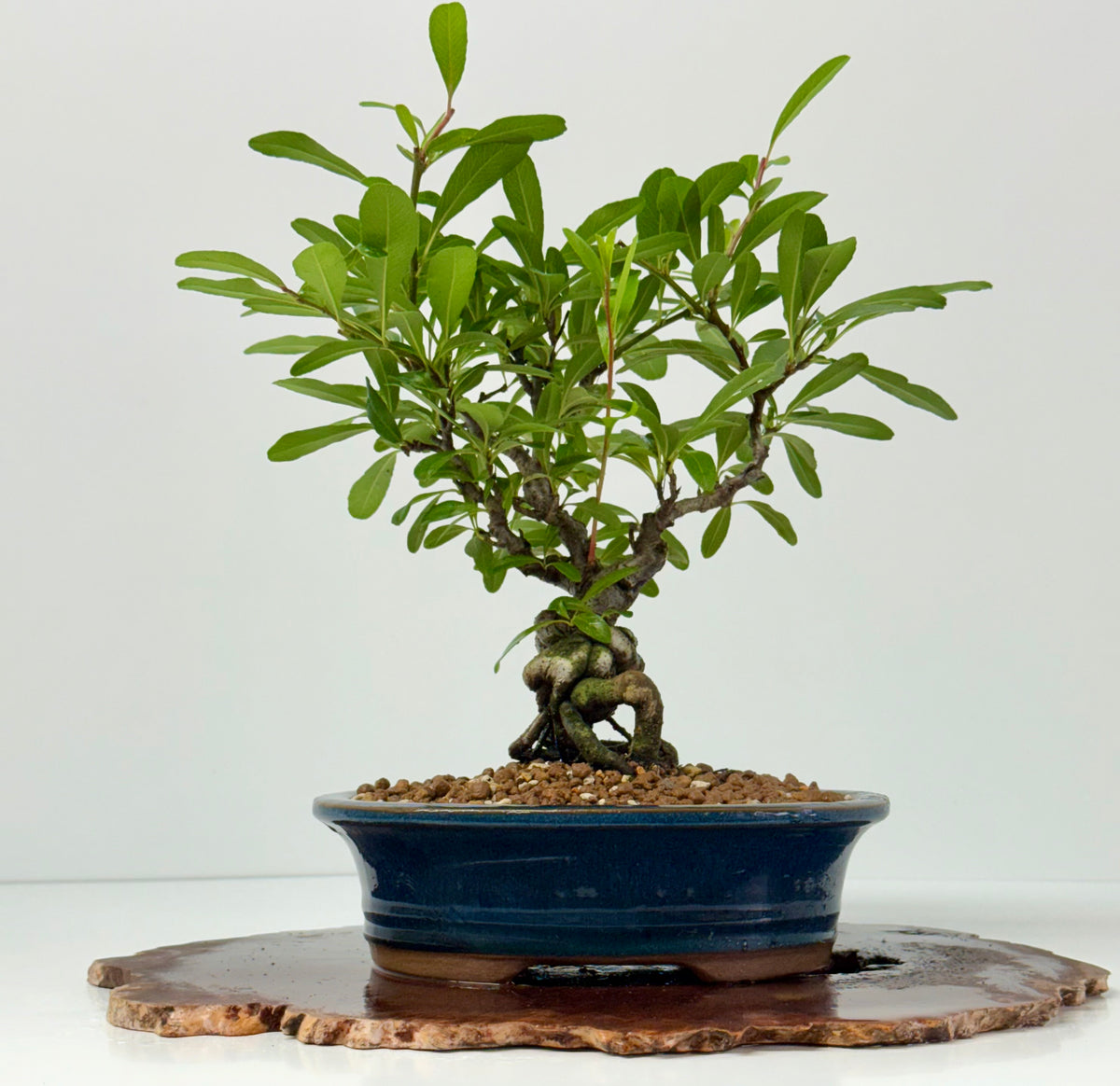 Pyracantha Bonsai Tree – Firethorn Bonsai in Chinese Pot 33 cm