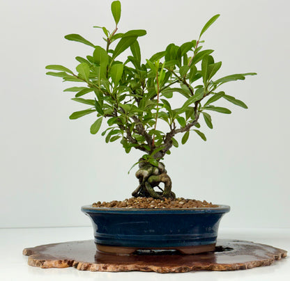 Pyracantha Bonsai Tree – Firethorn Bonsai in Chinese Pot 33 cm