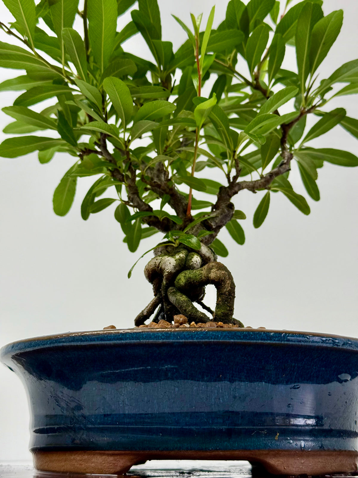 Pyracantha Bonsai Tree – Firethorn Bonsai in Chinese Pot 33 cm