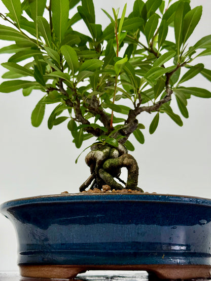 Pyracantha Bonsai Tree – Firethorn Bonsai in Chinese Pot 33 cm
