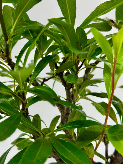 Pyracantha Bonsai Tree – Firethorn Bonsai in Chinese Pot 33 cm