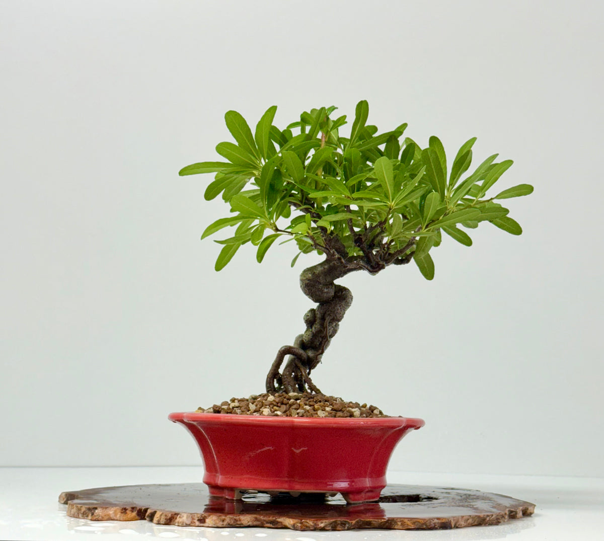 Pyracantha Bonsai Tree – Firethorn Bonsai in Chinese Yixing Pot 30 cm