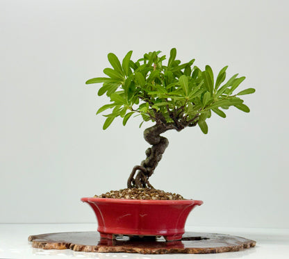 Pyracantha Bonsai Tree – Firethorn Bonsai in Chinese Yixing Pot 30 cm