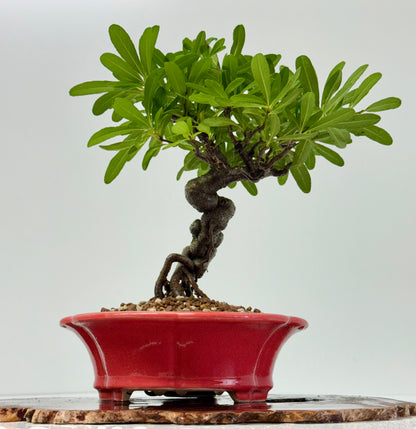 Pyracantha Bonsai Tree – Firethorn Bonsai in Chinese Yixing Pot 30 cm