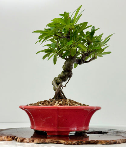 Pyracantha Bonsai Tree – Firethorn Bonsai in Chinese Yixing Pot 30 cm
