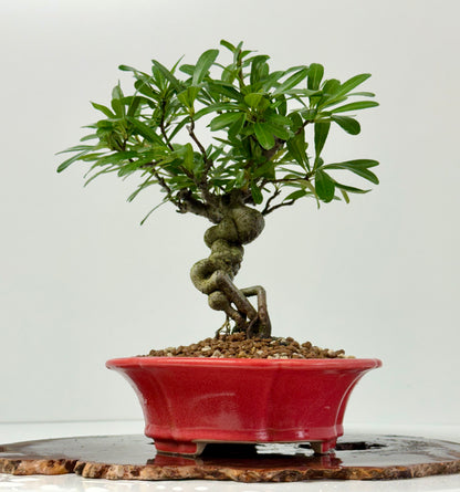Pyracantha Bonsai Tree – Firethorn Bonsai in Chinese Yixing Pot 30 cm
