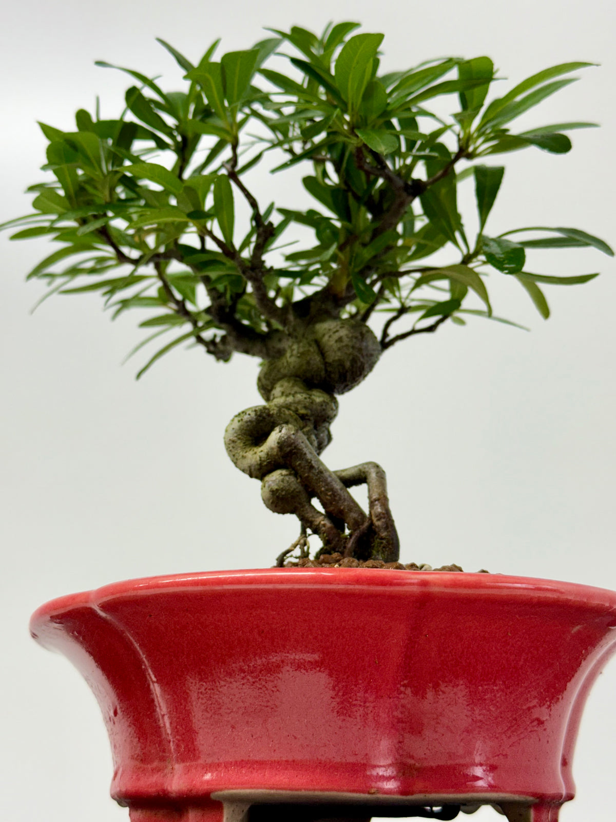 Pyracantha Bonsai Tree – Firethorn Bonsai in Chinese Yixing Pot 30 cm