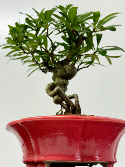 Pyracantha Bonsai Tree – Firethorn Bonsai in Chinese Yixing Pot 30 cm