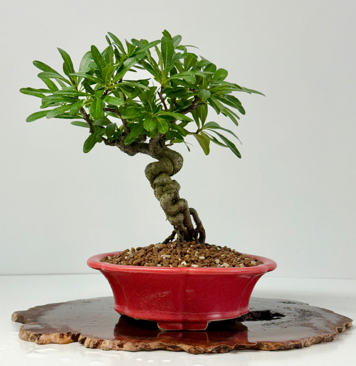 Pyracantha Bonsai Tree – Firethorn Bonsai in Chinese Yixing Pot 30 cm