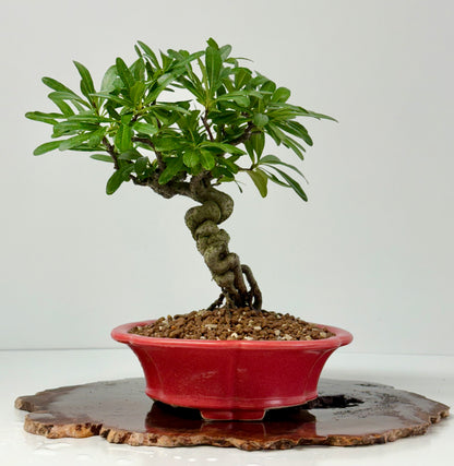 Pyracantha Bonsai Tree – Firethorn Bonsai in Chinese Yixing Pot 30 cm