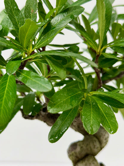 Pyracantha Bonsai Tree – Firethorn Bonsai in Chinese Yixing Pot 30 cm