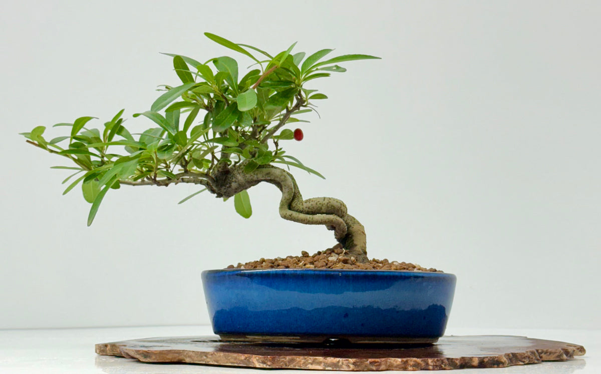 Pyracantha Bonsai Tree – Firethorn Bonsai in Chinese Pot 24 cm