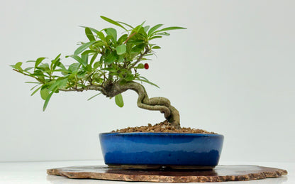 Pyracantha Bonsai Tree – Firethorn Bonsai in Chinese Pot 24 cm