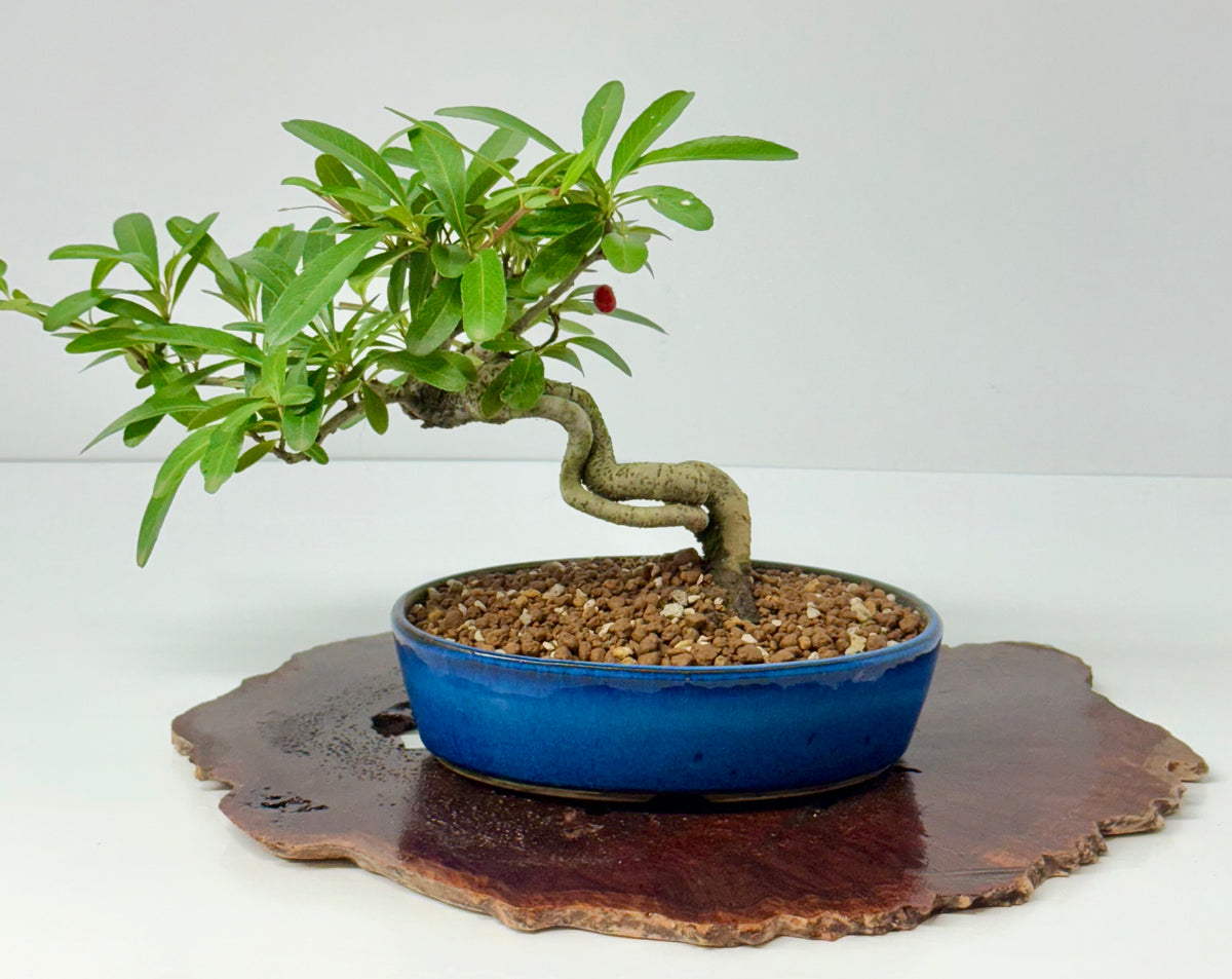 Pyracantha Bonsai Tree – Firethorn Bonsai in Chinese Pot 24 cm