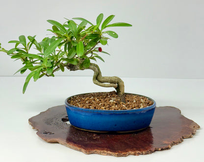 Pyracantha Bonsai Tree – Firethorn Bonsai in Chinese Pot 24 cm