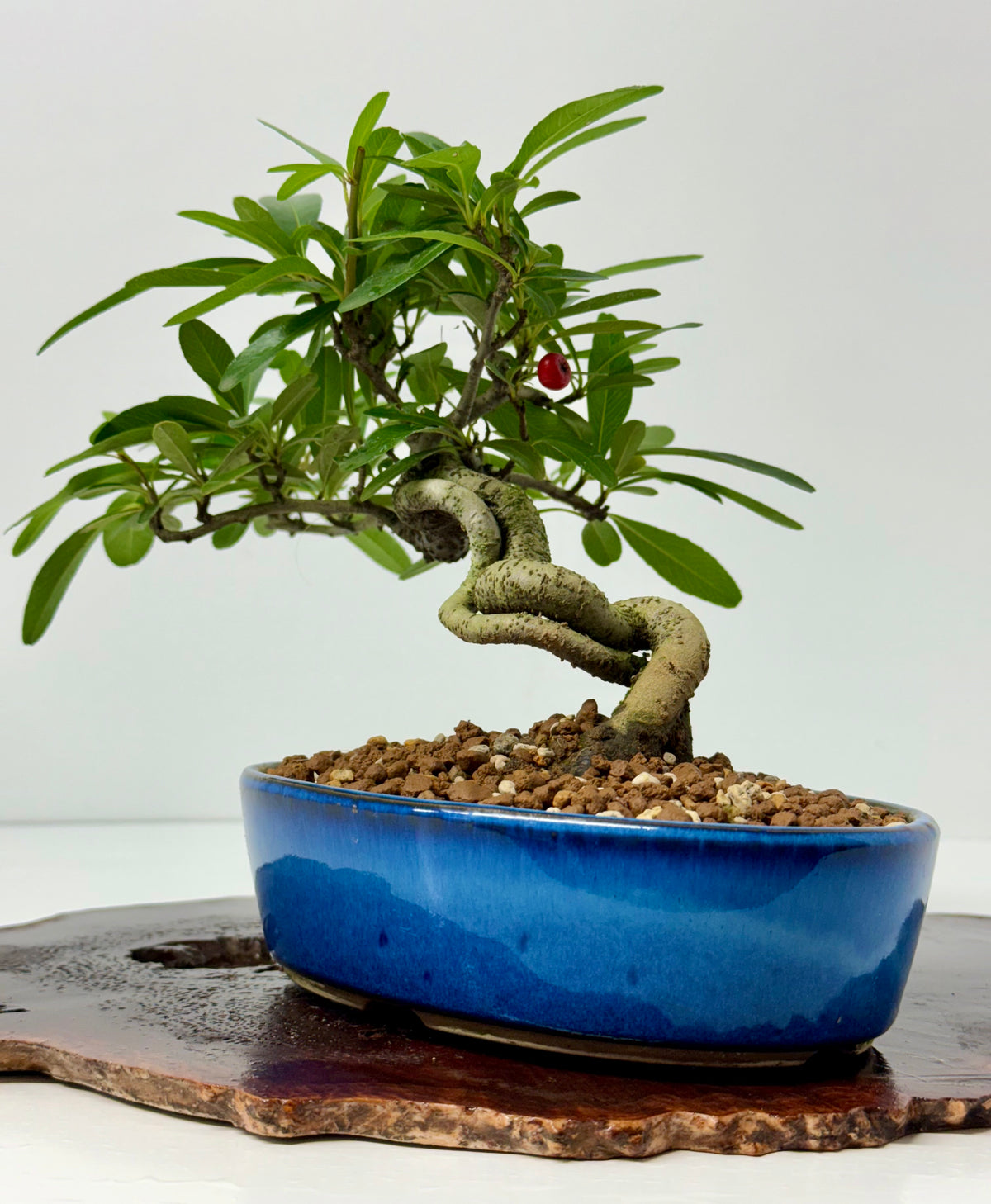 Pyracantha Bonsai Tree – Firethorn Bonsai in Chinese Pot 24 cm