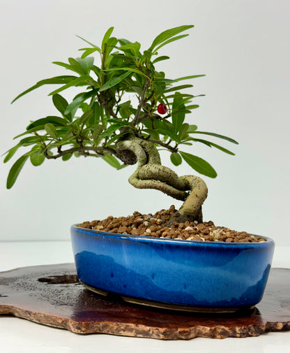 Pyracantha Bonsai Tree – Firethorn Bonsai in Chinese Pot 24 cm