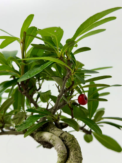 Pyracantha Bonsai Tree – Firethorn Bonsai in Chinese Pot 24 cm