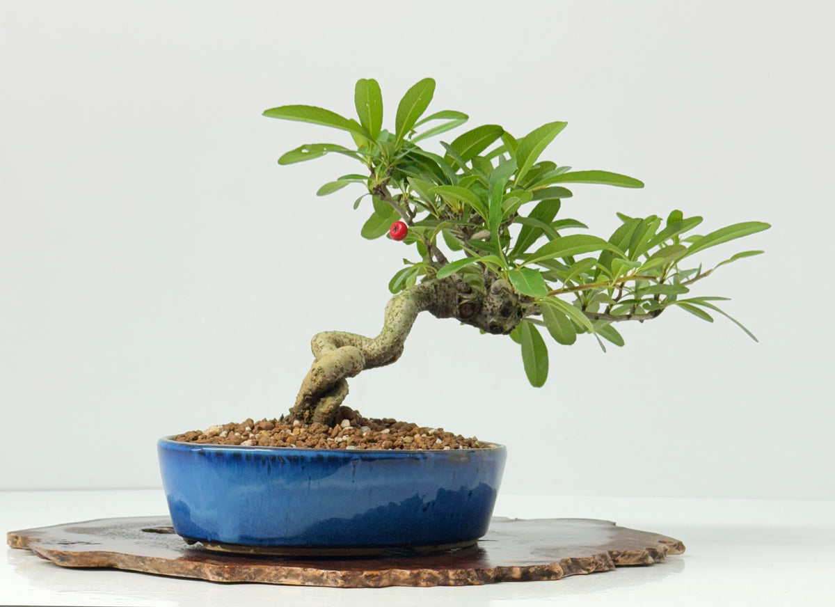 Pyracantha Bonsai Tree – Firethorn Bonsai in Chinese Pot 24 cm