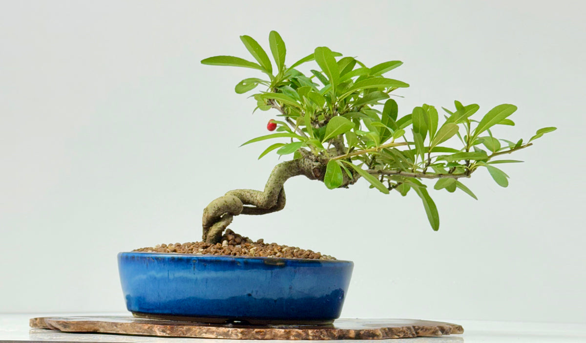 Pyracantha Bonsai Tree – Firethorn Bonsai in Chinese Pot 24 cm