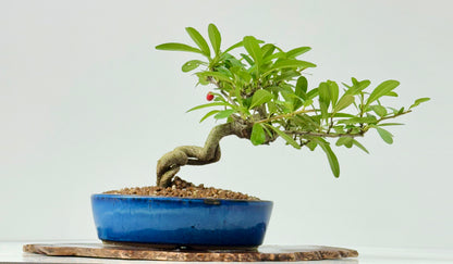Pyracantha Bonsai Tree – Firethorn Bonsai in Chinese Pot 24 cm