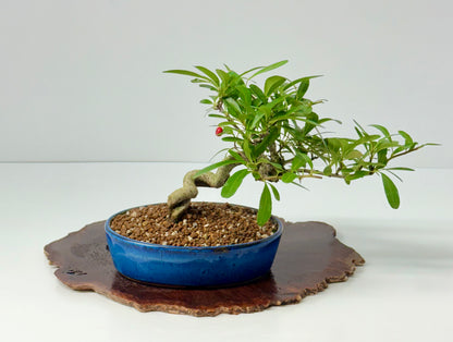 Pyracantha Bonsai Tree – Firethorn Bonsai in Chinese Pot 24 cm