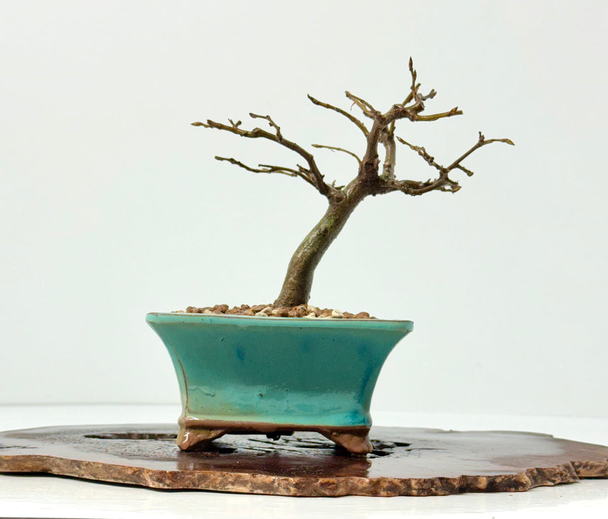 European Hornbeam bonsai tree