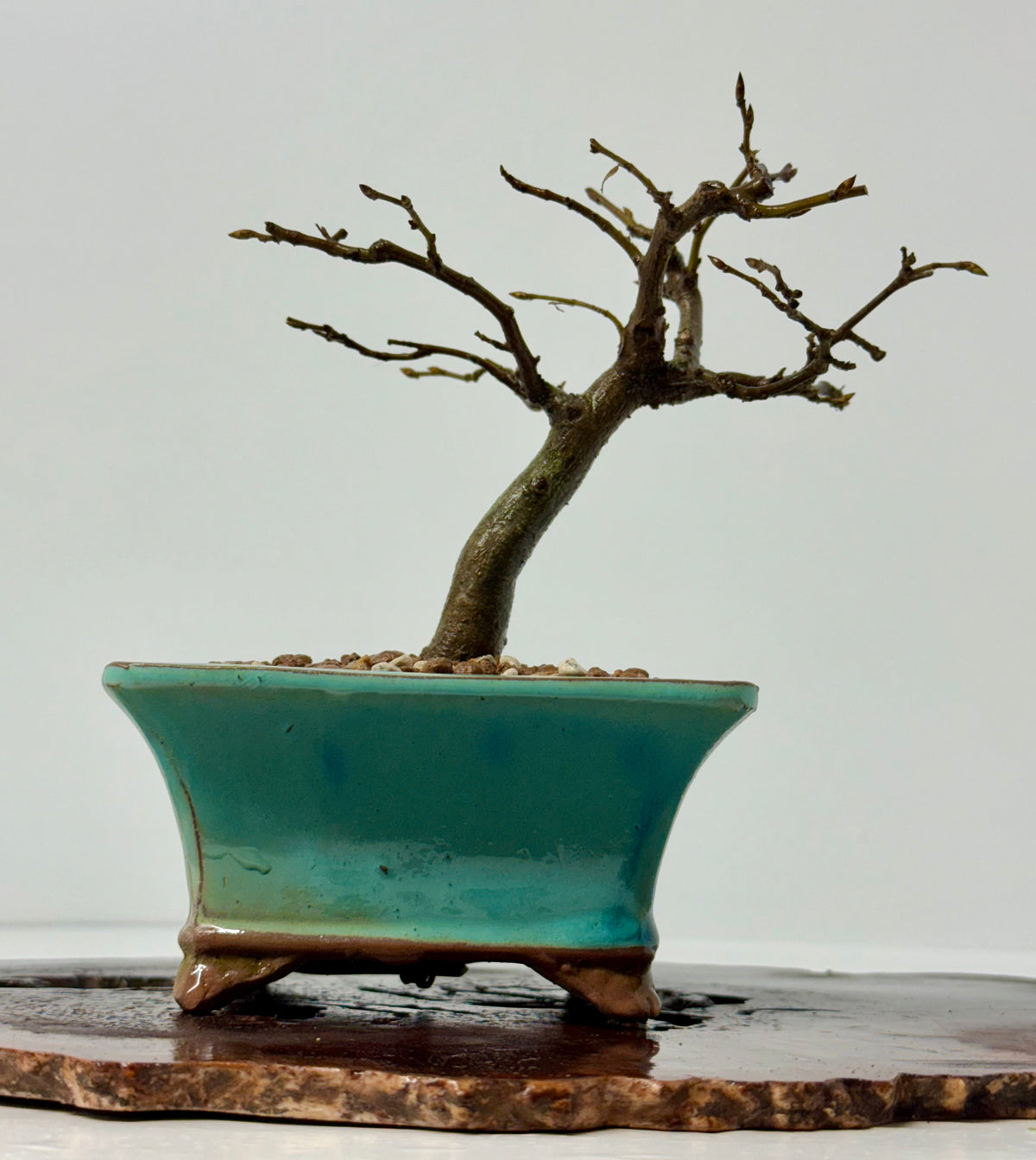European Hornbeam bonsai tree