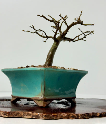 European Hornbeam bonsai tree