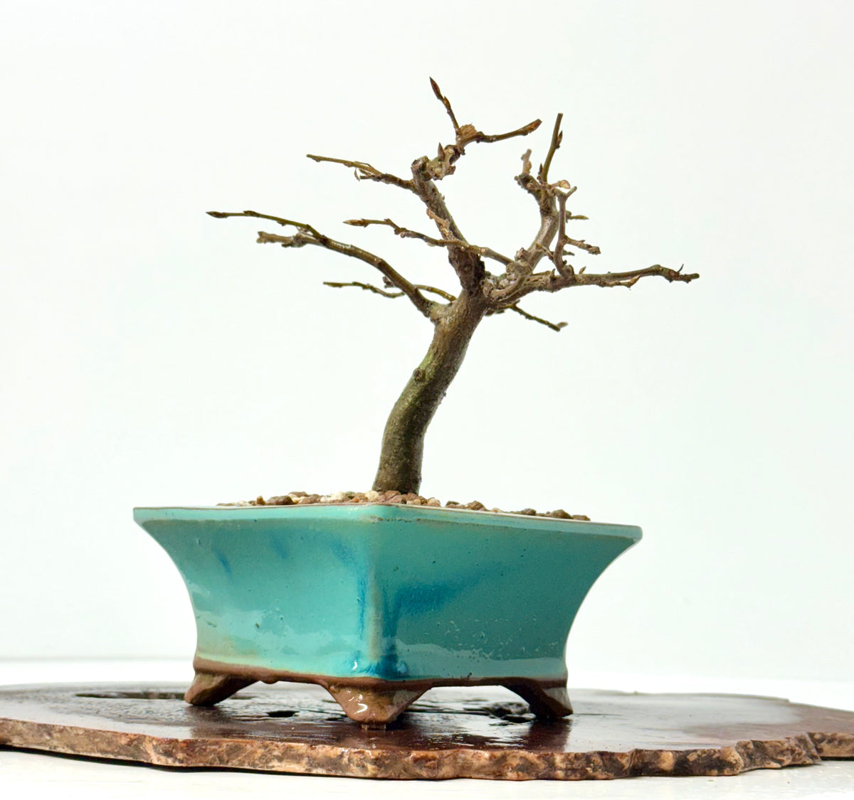 European Hornbeam bonsai tree