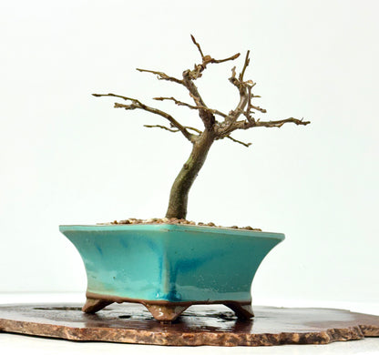 European Hornbeam bonsai tree