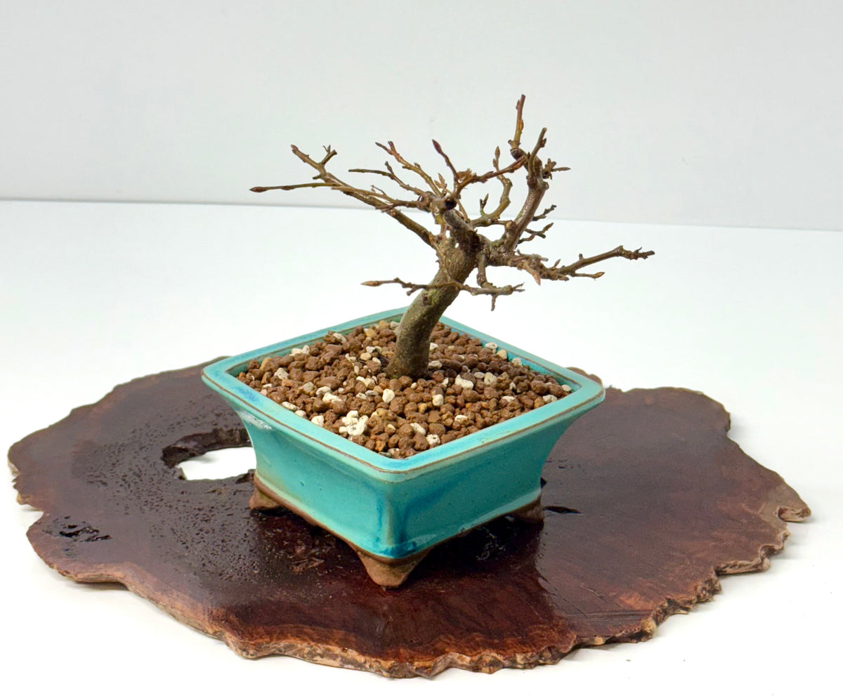 European Hornbeam bonsai tree
