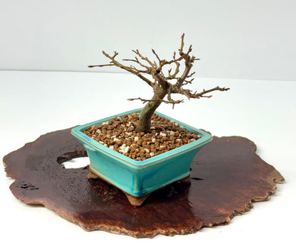 European Hornbeam bonsai tree