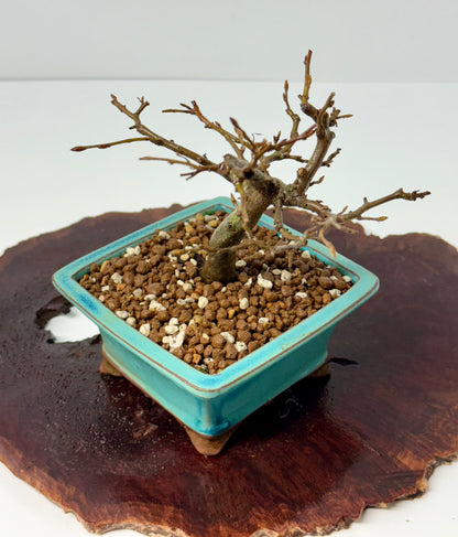 European Hornbeam bonsai tree