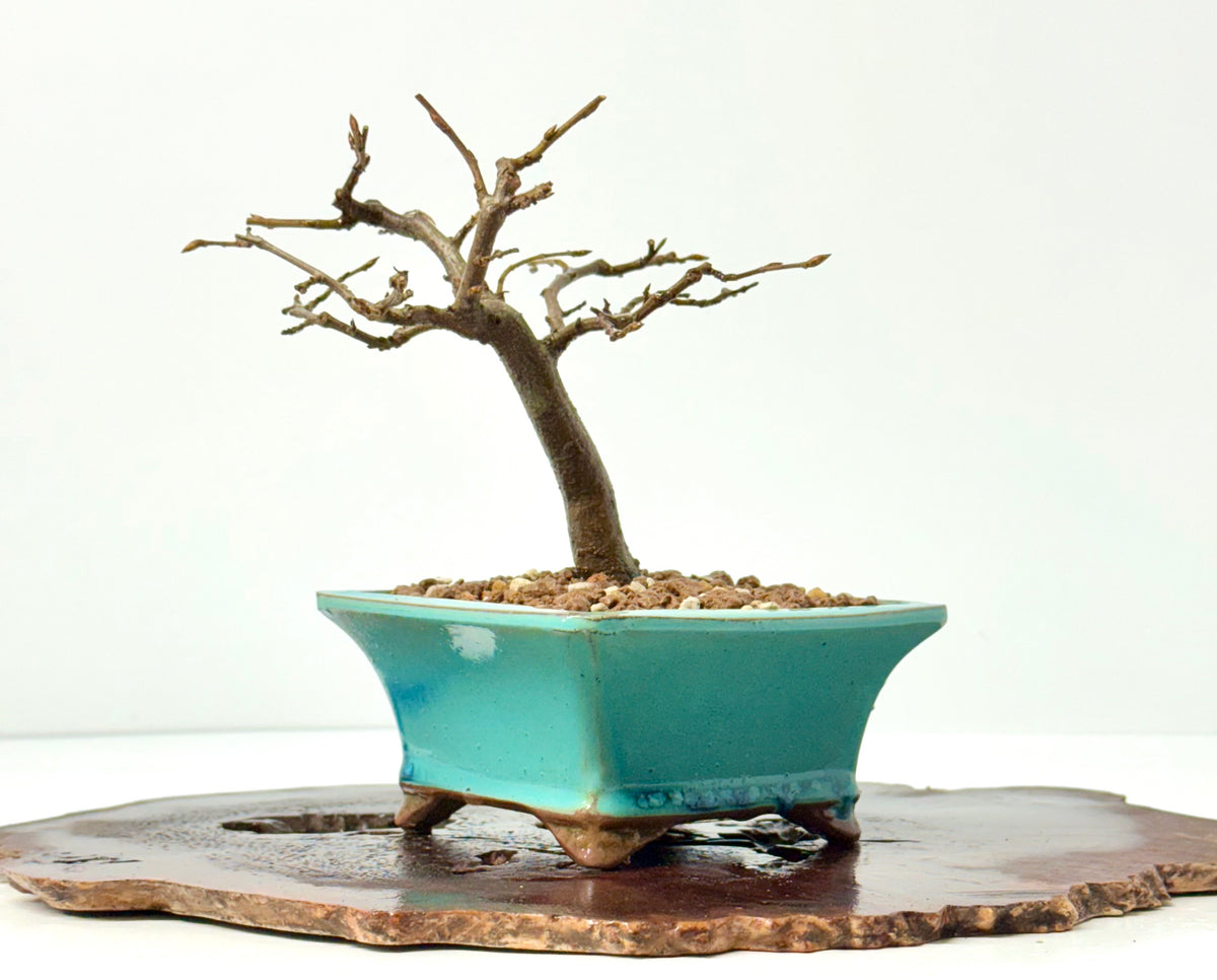 European Hornbeam bonsai tree