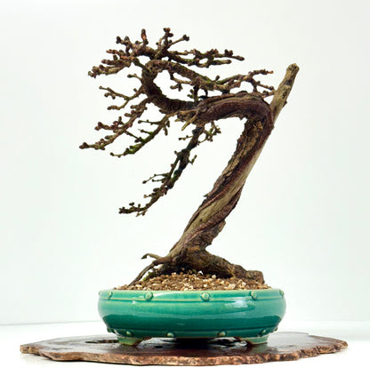 Specimen Kifu Sized European Larch Bonsai Tree.