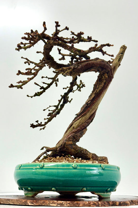 Specimen Kifu Sized European Larch Bonsai Tree.