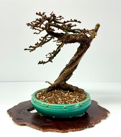 Specimen Kifu Sized European Larch Bonsai Tree.