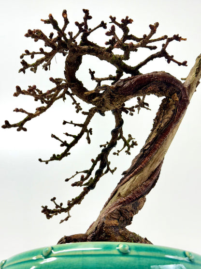 Specimen Kifu Sized European Larch Bonsai Tree.