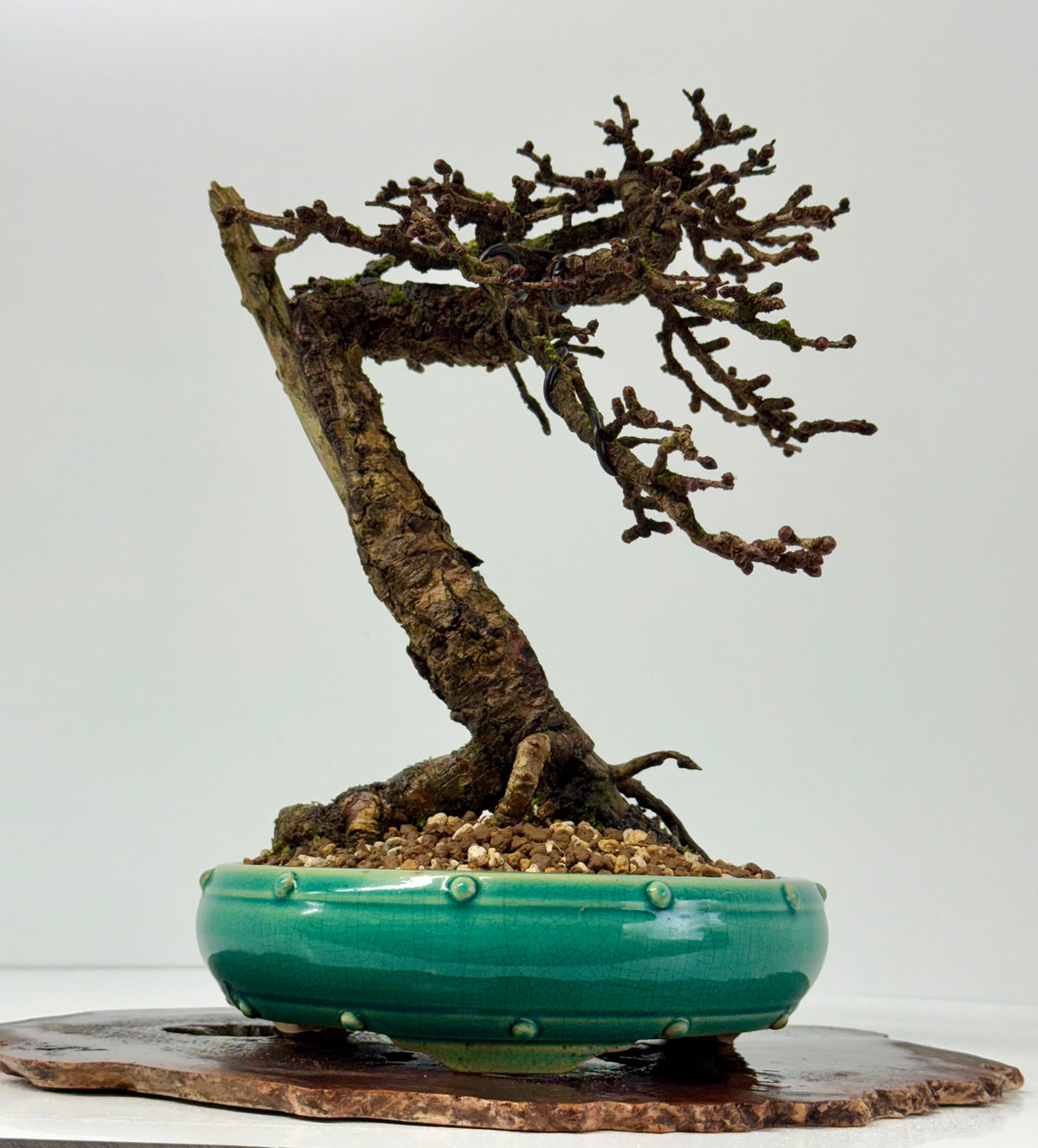 Specimen Kifu Sized European Larch Bonsai Tree.