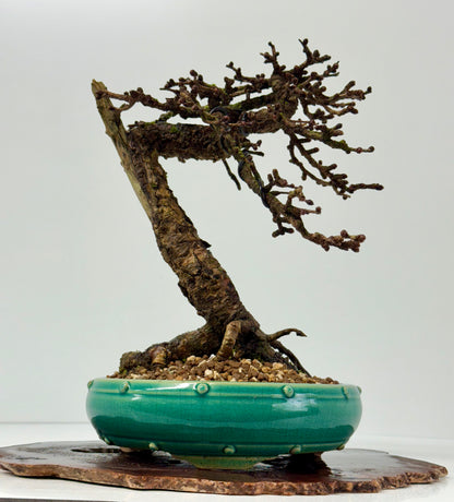 Specimen Kifu Sized European Larch Bonsai Tree.