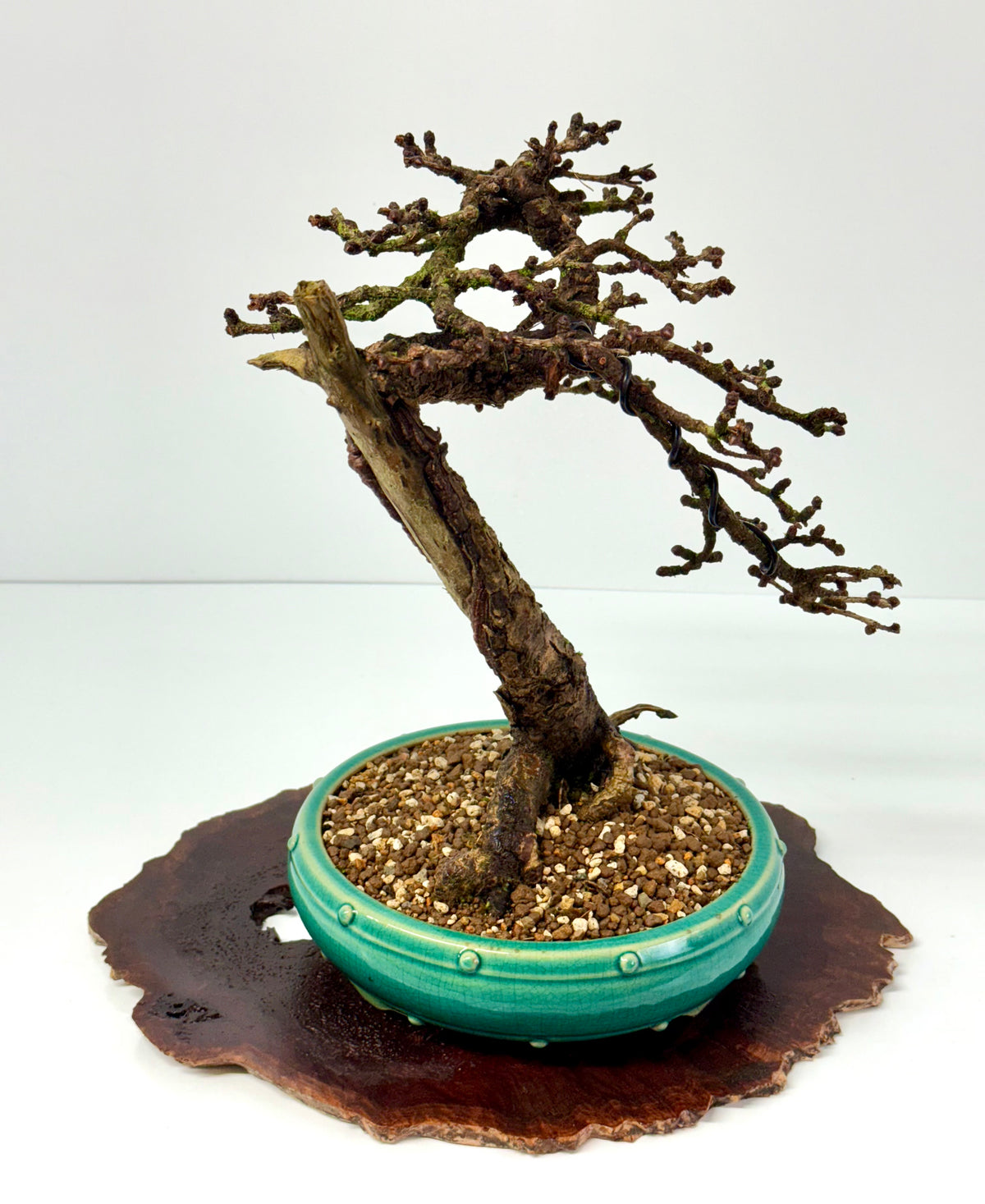Specimen Kifu Sized European Larch Bonsai Tree.