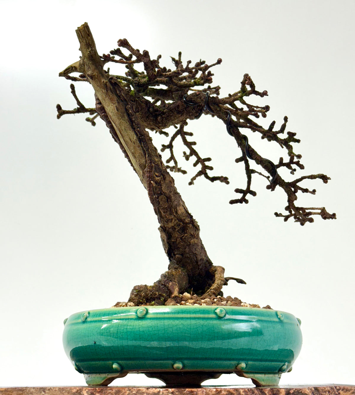 Specimen Kifu Sized European Larch Bonsai Tree.