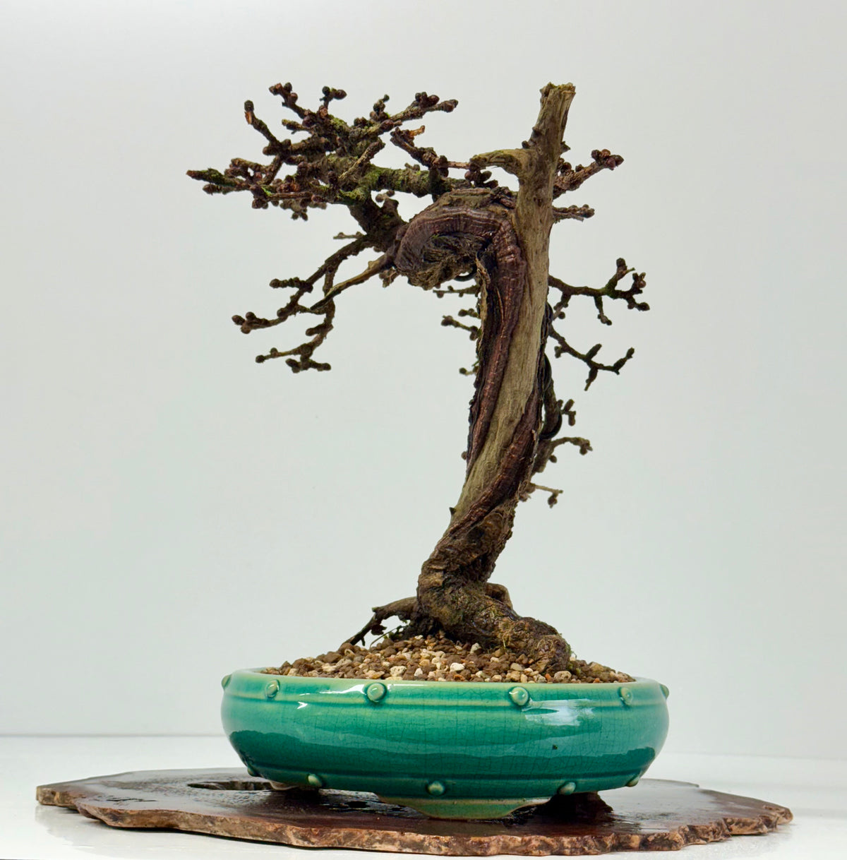 Specimen Kifu Sized European Larch Bonsai Tree.