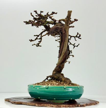 Specimen Kifu Sized European Larch Bonsai Tree.